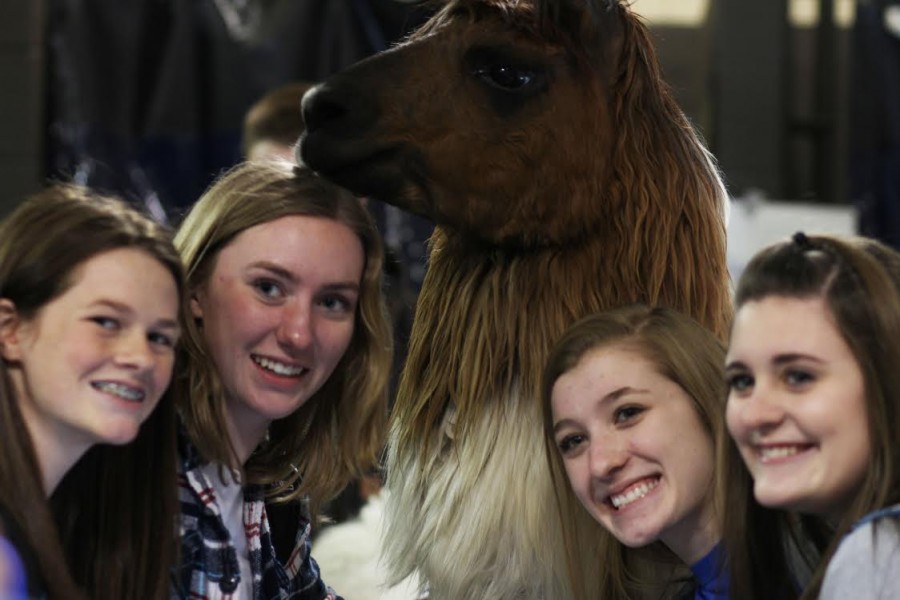 FFA Petting Zoo Photos