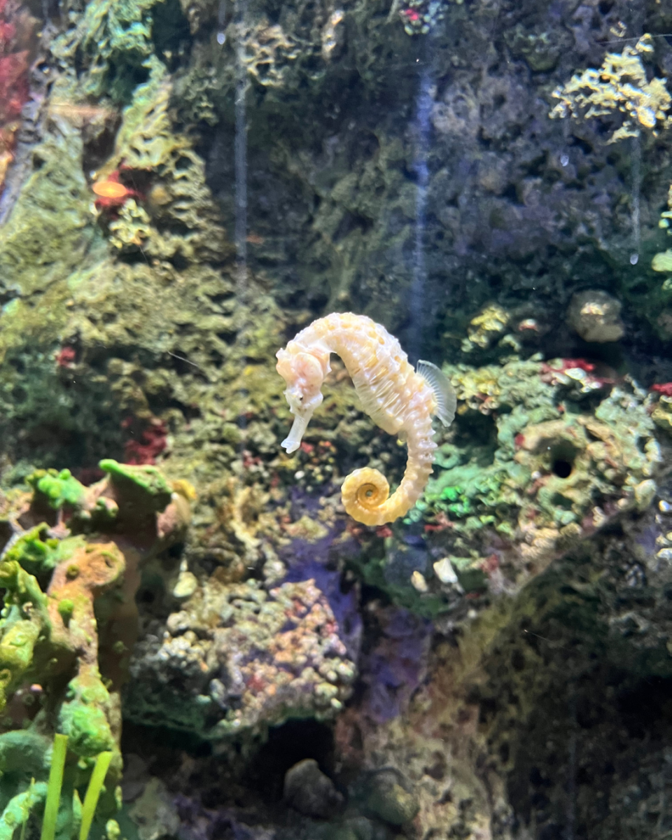 A seahorse in captivity at Shedd Aquarium in Chicago, one of the many animals being affected by the changes to environmental policy.